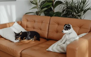 How “No Pets” Became So Normal